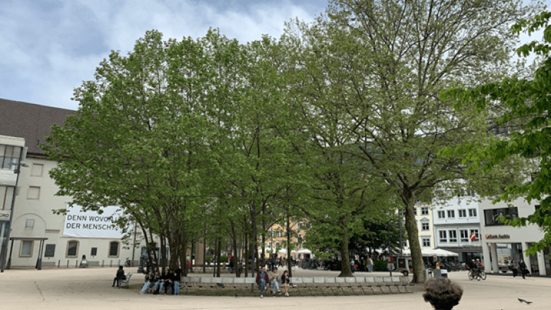Das Bild zeigt eine Bauminsel in der Fußgängerzone von Bregenz.