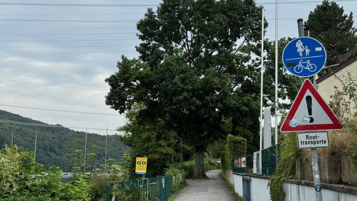 Das Bild zeigt die Amerikanische Roteiche am Hengsteysee.